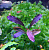 Буцефаландра Брауни призрак (меристемное растение) ф60х40 мм